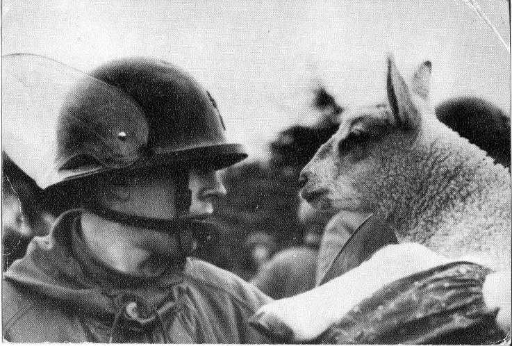 A black and white photo. A soldier on the left is staring into the face of a sheep on the right.