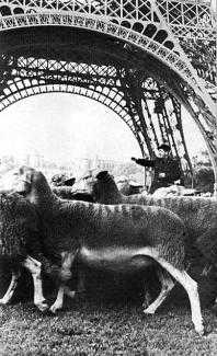 A large number of sheep under the Eiffel Tower. A man in the middle is extending his arm.
